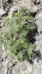 Packera eurycephala lewisrosei