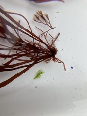 Devaleraea ramentacea