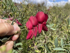 Lathyrus splendens