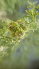 Packera eurycephala lewisrosei