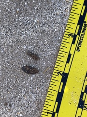 Xerospermophilus tereticaudus