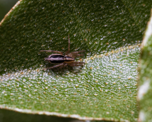 Two-lined Stealthy Ground Spider photo 5