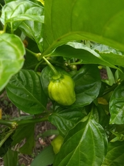Capsicum chinense