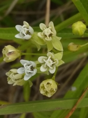 Asclepias nivea