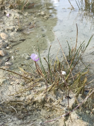 Utricularia resupinata image
