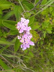 Lantana trifolia