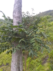 Comocladia