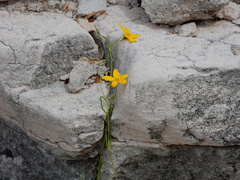 Bidens brandegeei