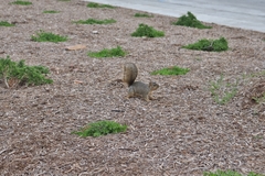 Sciurus niger