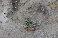 Froelichia xantusii