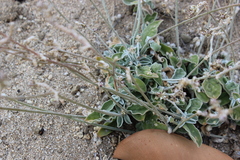 Froelichia xantusii