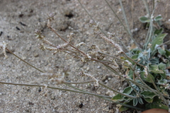 Froelichia xantusii