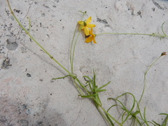 Bidens brandegeei