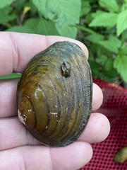 Fusconaia subrotunda