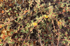Hermannia palmeri