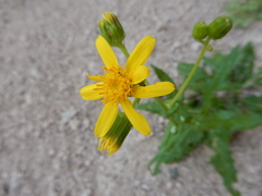 Senecio lemmonii