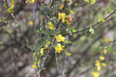 Parkinsonia praecox