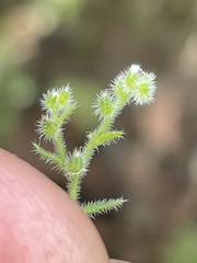 Johnstonella micromeres