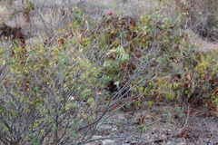 Erythrostemon pannosus