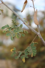 Erythrostemon pannosus