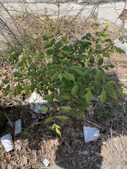 Koelreuteria paniculata