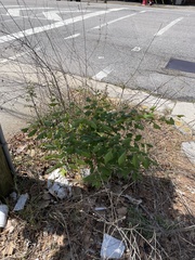 Koelreuteria paniculata