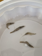Penaeus aztecus