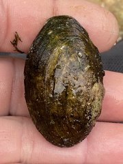 Cambarunio taeniatus