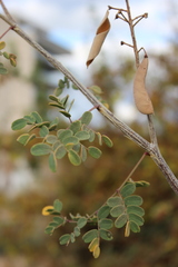 Erythrostemon pannosus