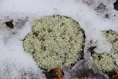 Cladonia arbuscula mitis