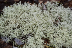 Cladonia arbuscula mitis