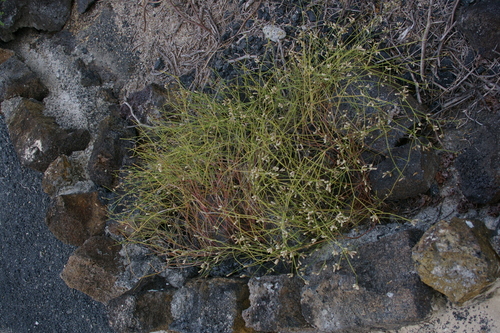 Image of Threadleaf Chaff Flower (Alternanthera filifolia) by no rights reserved