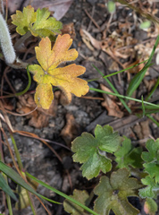 Lithophragma parviflorum parviflorum