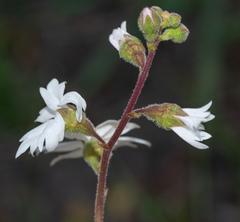 Lithophragma parviflorum parviflorum