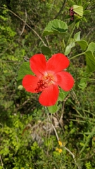 Hibiscus martianus