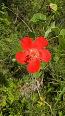 Hibiscus martianus