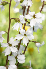 Lithophragma parviflorum parviflorum