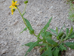 Senecio lemmonii