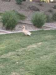 Anas platyrhynchos domesticus