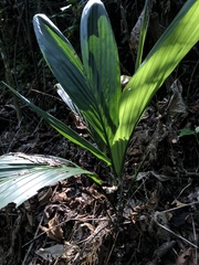 Caryota urens