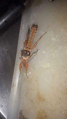 Prisopus wolfgangjunki