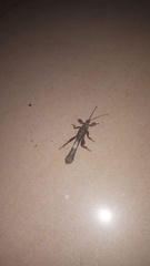 Prisopus wolfgangjunki