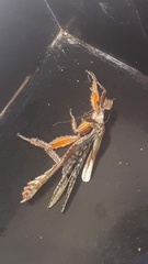 Prisopus wolfgangjunki