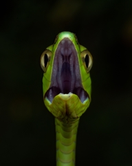 Oxybelis brevirostris