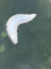 Pentamera pulcherrima