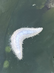 Pentamera pulcherrima