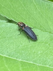Limonius auripilis