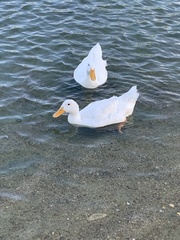 Anas platyrhynchos domesticus