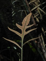 Bolbitis semipinnatifida