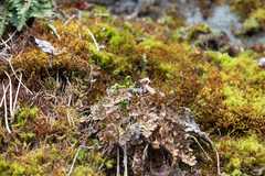 Cryptogramma sitchensis